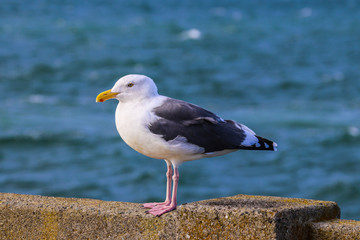 Seagull 