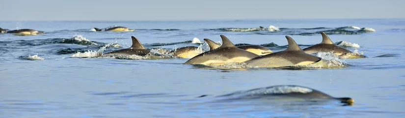 Crédence de cuisine en verre imprimé Dauphin Dauphins, nageant dans l& 39 océan. Le dauphin commun à long bec (nom scientifique : Delphinus capensis) dans l& 39 océan Atlantique.