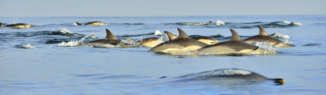Dolphins, swimming in the ocean.  The Long-beaked common dolphin (scientific name: Delphinus capensis) in atlantic ocean.