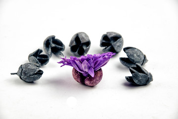 purple flower on a background of empty open acorns