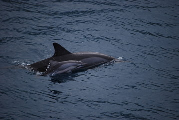 Obraz premium Dolphins