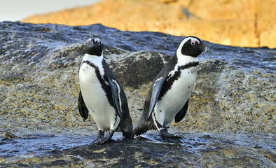Fototapeta premium African Penguins on the seashore. African Penguin, Sciencific name: Spheniscus demersus. Boulders Beach near Simons Town on the Cape Peninsula, South Africa.