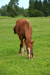 Fototapeta premium The horse in the grasslands