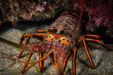 California Spiny Lobster (Panulirus interruptus)