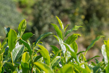 close up of green tea leaves growing in a tea farm