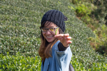 Beautiful girl cheerfully picking green tea grown in a tea farm