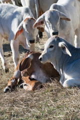 Close up of two Brahma calves laying down
