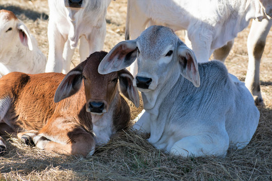 Close up of two Brahma calves laying down