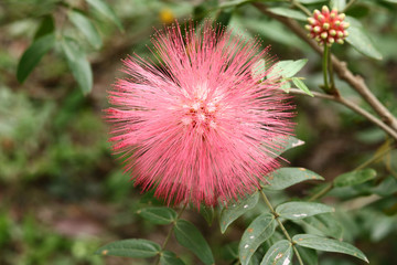 Combretum erythrophyllum (Burchell) Sonder