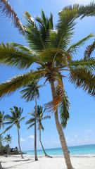 Obraz premium Palm tree on a sunfilled day at the beach in Dominican Republic