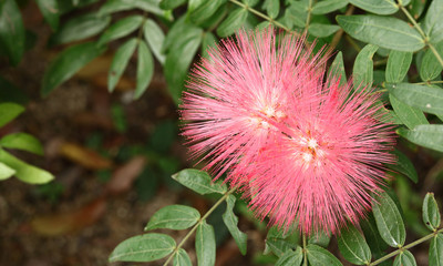 Combretum erythrophyllum (Burchell) Sonder
