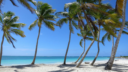 Fototapeta na wymiar Palm Tree lined beach in Cap Cana Dominican Republic