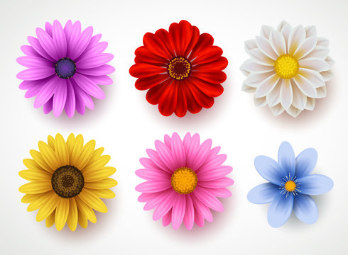 Spring flowers colorful vector set isolated in white background. Collection of daisy and sunflowers with various colors for spring season as graphic elements and decorations. Vector illustration.
