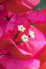 Lesser bougainvillea Bougainvillea glabra , bougainvillea flowers , close-up, macro, view at...