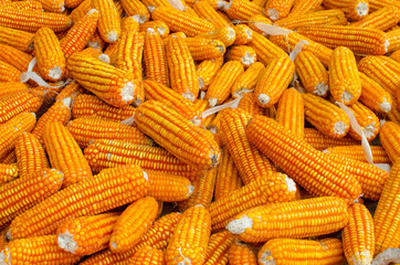 Corn in the warehouse backgrounds