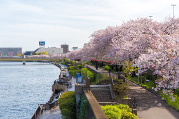 隅田川の堤防の満開の桜