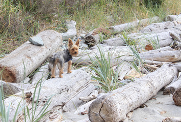 Little Yorkie on Paradise Seaside Beach Vacation