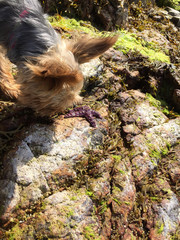 Adorable Yorkshire Terrier At Seaside