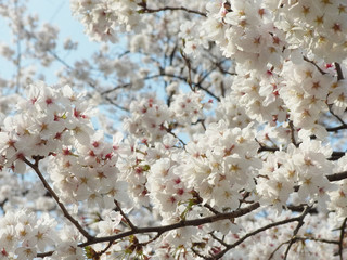 桜の花