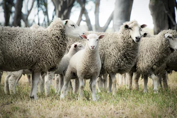 Fotobehang Lam tussen de schapen © jodie777