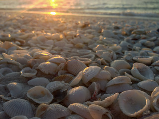Fototapeta premium Gulf Shores Seashells