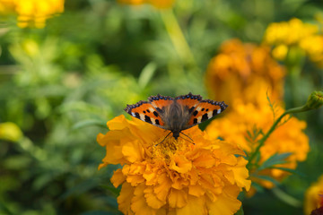 Tortoiseshell Butterfly on flower in the garden