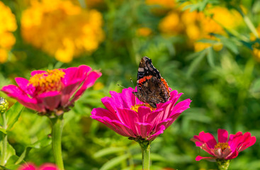 Peacock Butterfly on flower in the garden