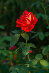 Red rose in garden summertime in bright sunny day