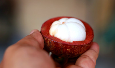 Purple mangosteen or Garcinia mangostana, known simply as mangosteen. Tropical tree believed to have originated in the Sunda Islands and the Moluccas of Indonesia.