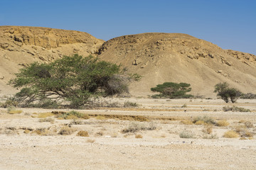 Life in a lifeless desert