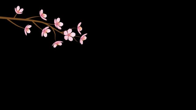 Alpha channel file, Blooming flower Cherry Blossom branch animation -Upper left Position