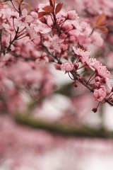 Colorful Spring and Exotic Flowers