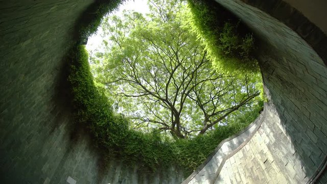 Tree over the underground walk