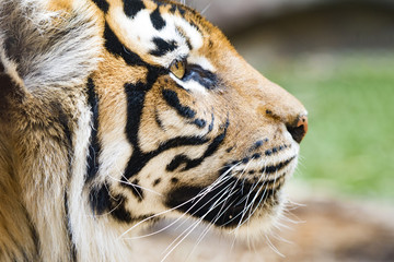 Tiger face close up