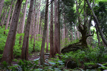 Fototapeta premium 岡山県の岩井滝の近くの杉林