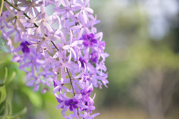 Petrea racemosa flower