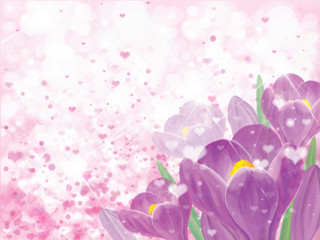 Vector spring  violet crocuse  flowers on pink bokeh  background. Greeting card.