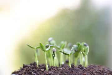 New life growing Sunflower sprout