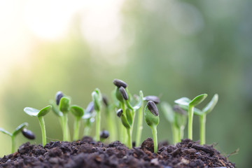 New life growing Sunflower sprout