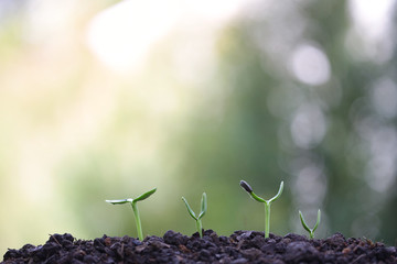 New life growing Sunflower sprout