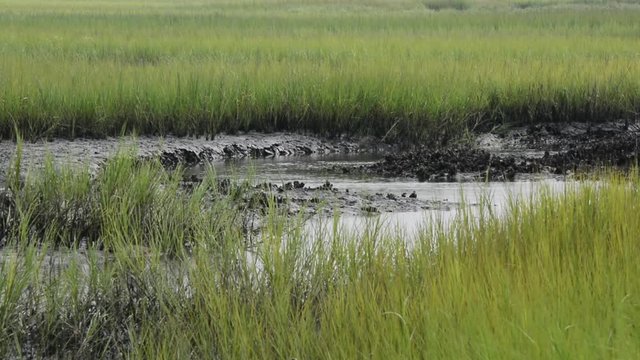 a salt marsh in north carolina