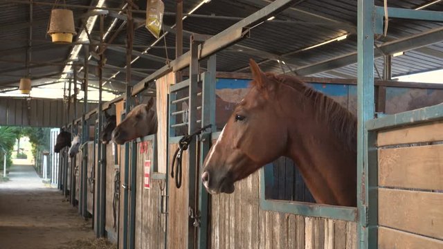 Riding School, Horses In Stables, Farm