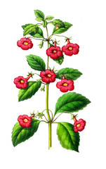 Illustration of palnt.