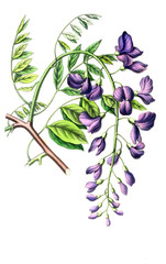 Illustration of palnt.