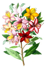 Illustration of palnt.