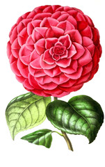 Obraz premium Illustration of palnt.