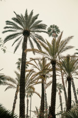 African Palm Grove