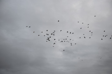 the sea rages at the beach from the pebbles, the sky is overcast, birds fly