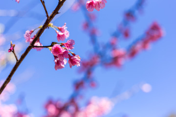 Soft focus, beautiful sprig cherry blossom. Prunus cerasoides in Thailand,