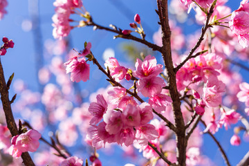 Soft focus, beautiful sprig cherry blossom. Prunus cerasoides in Thailand,